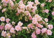 ვარდისფერი როკ გაიზარდა ბაღის ყვავილები ფოტო