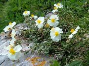 фото білий Квітка Геліантемум (Солнцецвет)