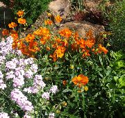 фото помаранчевий Квітка Геліантемум (Солнцецвет)