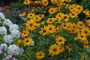 foto Falsche Sonnenblume, Ox-Eye, Sonnenblumen Heliopsis 