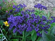 mėlynas Heliotropas, Vyšnių Pyragas Augalų Sodo Gėlės nuotrauka