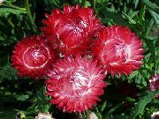 照片 红  纸菊花，新蕾