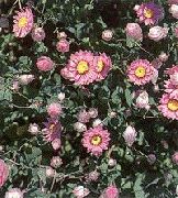 rózsaszín Papír Százszorszép, Sunray Kerti Virágok fénykép