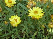 dzeltens Strawflowers, Papīra Margrietiņa Dārza Ziedi foto