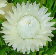 白 秸秆花，纸雏菊  照片