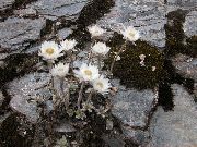 hvítur Helichrysum Perrenial Garður blóm mynd
