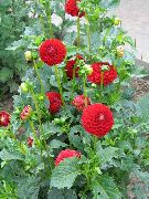 czerwony Dalia Kwiaty ogrodowe zdjęcie