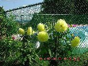 gelb Dahlie Garten Blumen foto