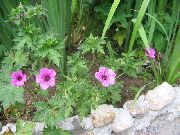 粉红色 耐寒天竺葵，野生天竺葵 园林花卉 照片