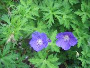 light blue Hardy geranium, Wild Geranium Garden Flowers photo