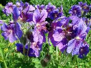 photo purple Flower Hardy geranium, Wild Geranium