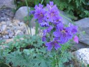 modrý Vytrvalý Pelargónie, Divoké Pelargónie Zahradní květiny fotografie
