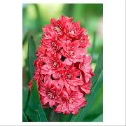 red Dutch Hyacinth Garden Flowers photo