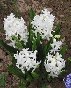 zdjęcie biały Kwiat Hiacynt
