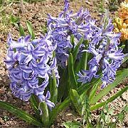 blau Niederländischen Hyazinthe Garten Blumen foto