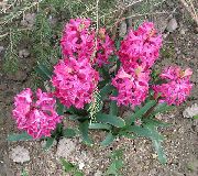 vaaleanpunainen Hollanti Hyasintti Puutarhan Kukat kuva