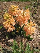 oranžna Dutch Hyacinth Vrtne Rože fotografija