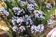azul claro Hyacinthella Pallasiana Flores del Jardín foto