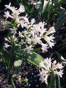 bianco Hyacinthella Pallasiana Fiori del giardino foto