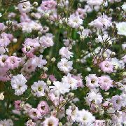 rosa Schleierkraut Garten Blumen foto