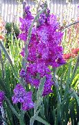 kuva liila Kukka Gladiolus
