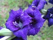 blau Gladiole Garten Blumen foto