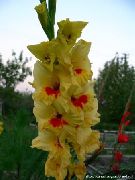 сары Gladiolus (Гладиолус) Бақша Гүлдер фото