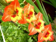 pomarańczowy Mieczyk (Gladiolus) Kwiaty ogrodowe zdjęcie