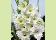 білий Гладіолус (Шпажнік) Садові Квіти фото