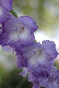 блакитний Гладіолус (Шпажнік) Садові Квіти фото