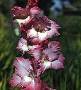 фото күрең Гүл Gladiolus (Гладиолус)