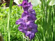 púrpura Gladiolo Flores del Jardín foto