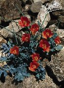 红 海罂粟，罂粟长角 园林花卉 照片
