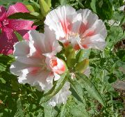 balts Atlasflower, Atvadu Līdz Pavasarim, Godetia Dārza Ziedi foto