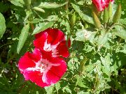 rouge Atlasflower, Adieu À Ressort, Godetia Fleurs Jardin photo