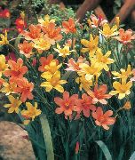 laranja Cape Tulipa Flores do Jardim foto