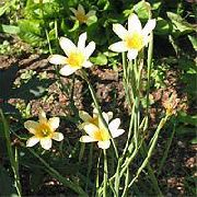 jaune Cap Tulipe Fleurs Jardin photo