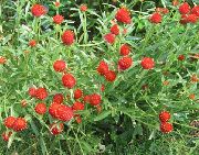 赤 センニチコウ 庭の花 フォト
