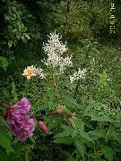 fénykép Óriás Fleeceflower, Fehér Színű Gyapjú Virág, Fehér Sárkány 