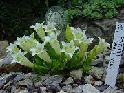 φωτογραφία λευκό λουλούδι Γεντιανή, Γεντιανή Ιτιάς