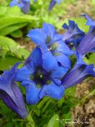 foto zils Zieds Genciāna, Vītolu Genciāna