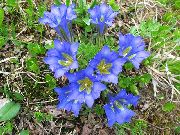 šviesiai mėlynas Gencijono, Gluosniai Gencijonas Sodo Gėlės nuotrauka