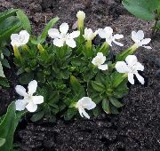 valkoinen Gentian, Paju Gentian Puutarhan Kukat kuva