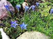 light blue Chinese Gentian Garden Flowers photo