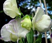 beyaz Bezelye Bahçe çiçekleri fotoğraf
