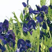 蓝色 香豌豆 园林花卉 照片