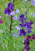 púrpura Guisante De Olor Flores del Jardín foto