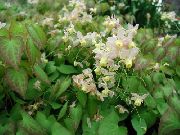 branco Epimedium Longspur, Barrenwort Flores do Jardim foto