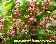 rouge Epimedium Longspur, Barrenwort Fleurs Jardin photo