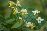 žuti Longspur Epimedium, Barrenwort Vrt Cvijeće foto